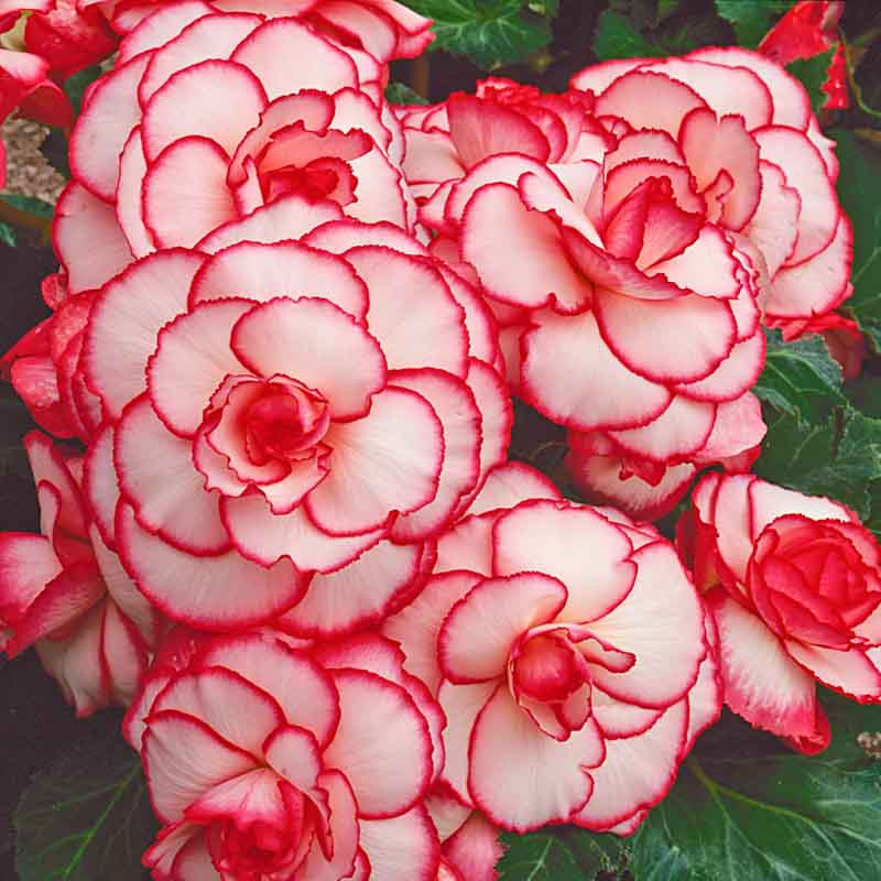 Begonia 'Picotee WhiteRed'
